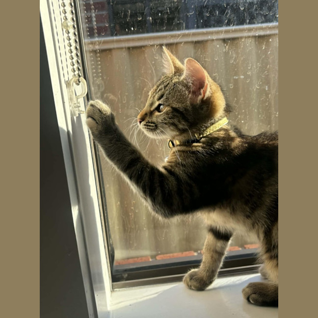 Photo of Naia   In Foster Care In Pakenham