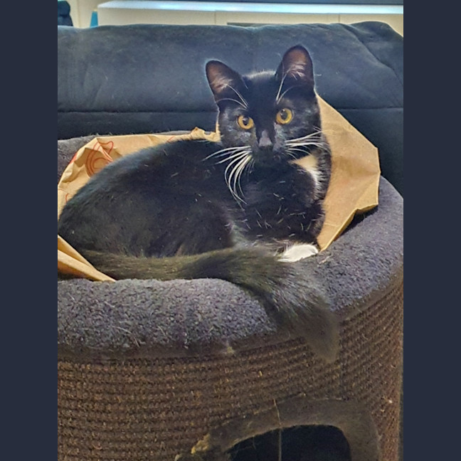 Photo of Ula ** 2nd Chance Cat Rescue **