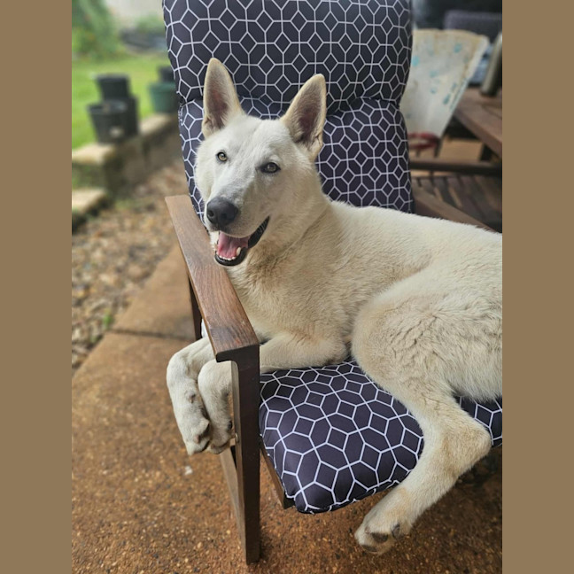 Photo of Juno