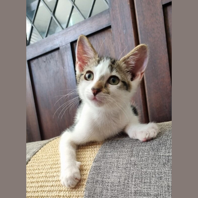 Photo of Mini