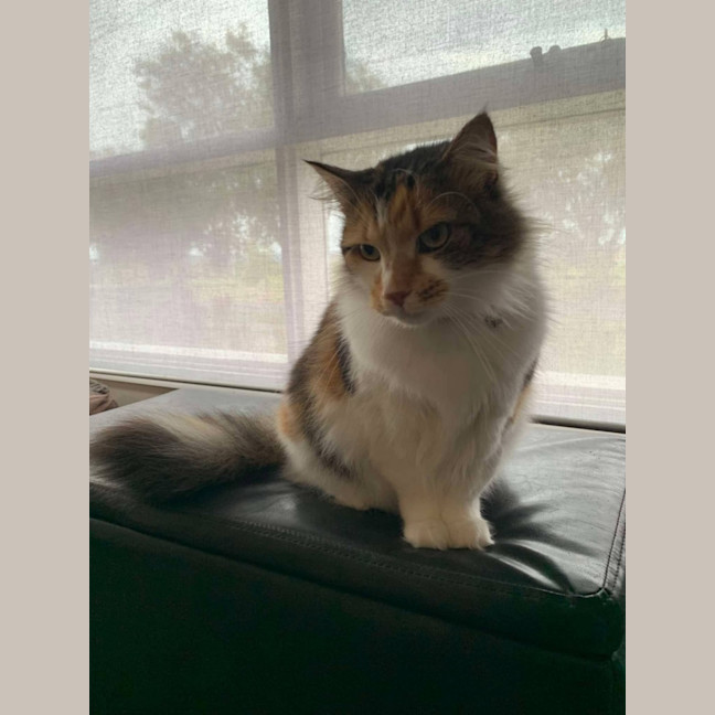 Photo of Cherry