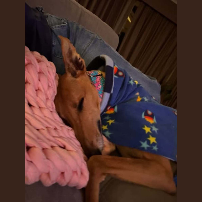 Photo of Arnold, The Greyhound