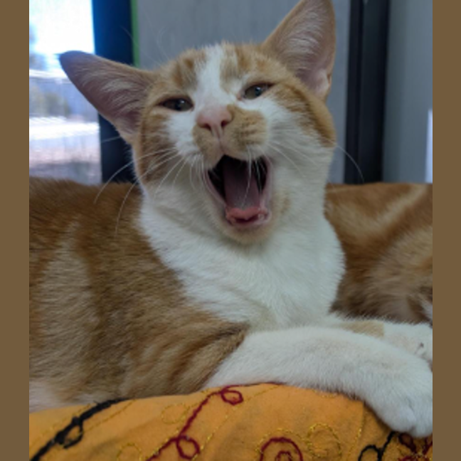 Photo of Ginger Ninja