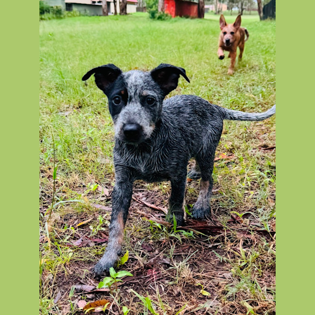 Photo of Bronco