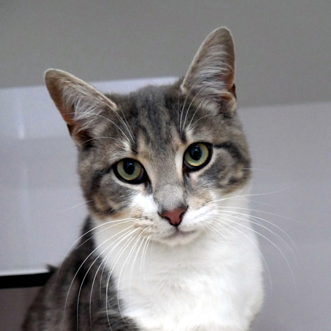 Photo of Squid Sta013044