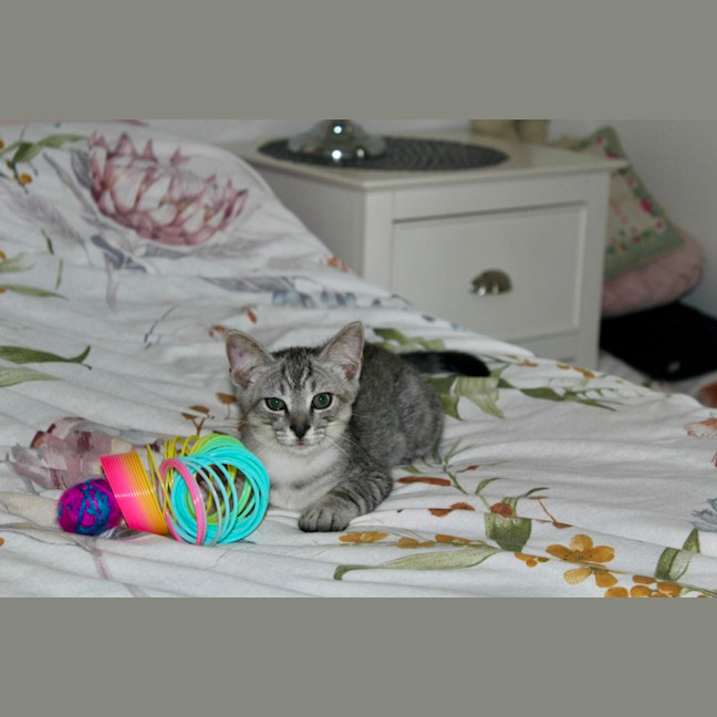 Photo of Tigger