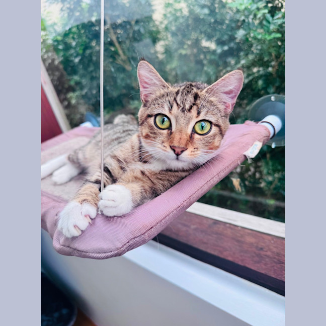 Photo of Buttercup