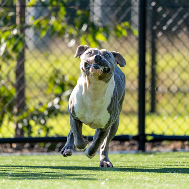 Photo of Lacey Imp 1824