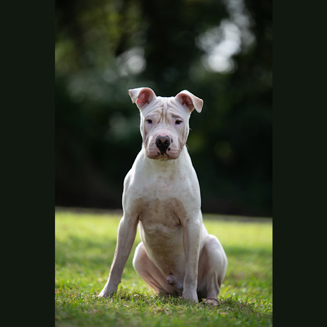 Photo of Benji