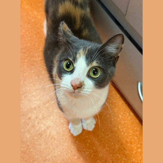 Photo of Zelda