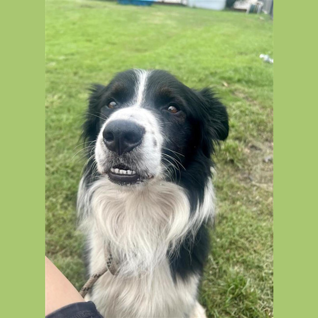 Photo of Rocky