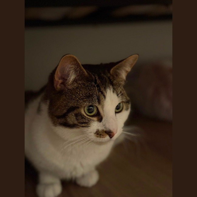 Photo of Tommo
