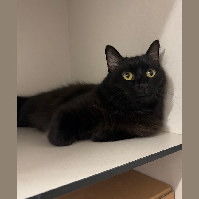 Photo of Luna