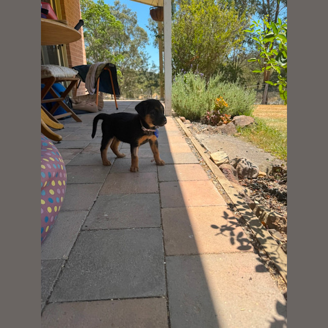 Photo of Eve   9 Week Old German Shepherd 