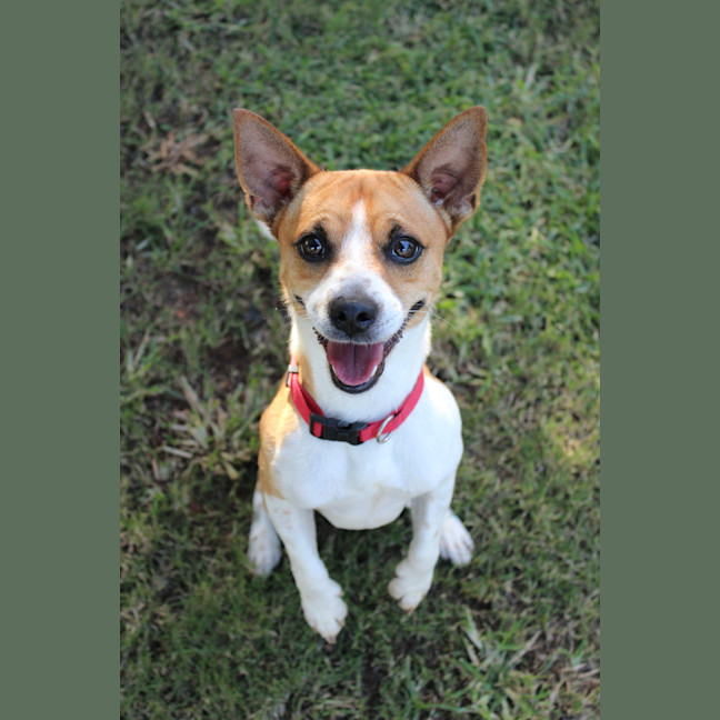 Photo of Spud