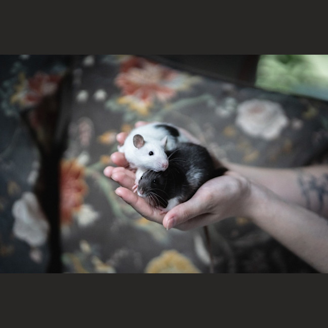 Photo of Ginkgo & Blossom