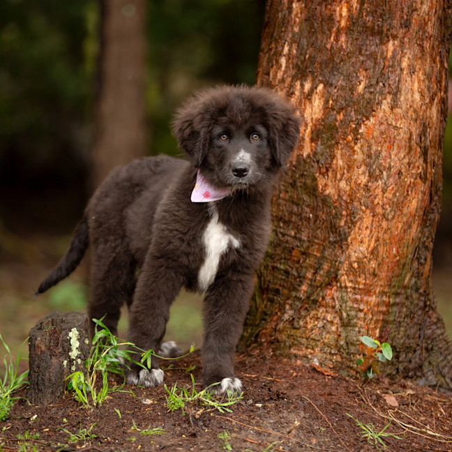 Photo of Daisy (Dipsy)