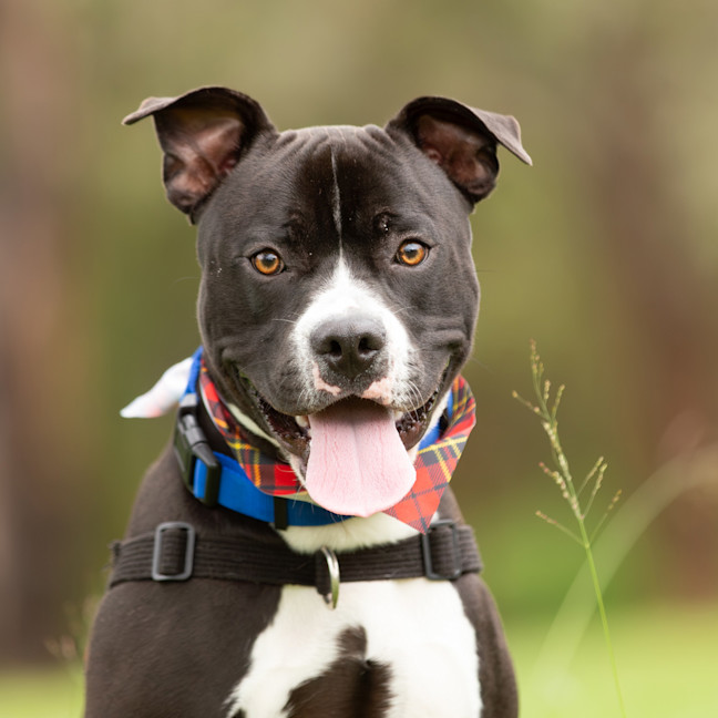 Photo of Odis