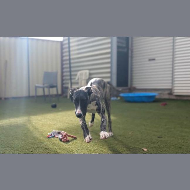 Photo of Rockstar