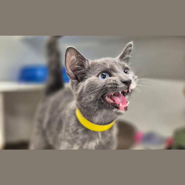 Photo of Lady Grey 