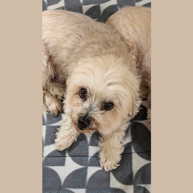 Photo of Stella