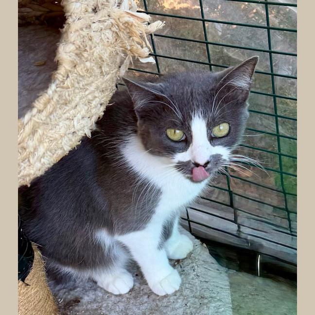 Photo of Smokey