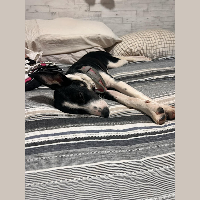 Photo of Gracie