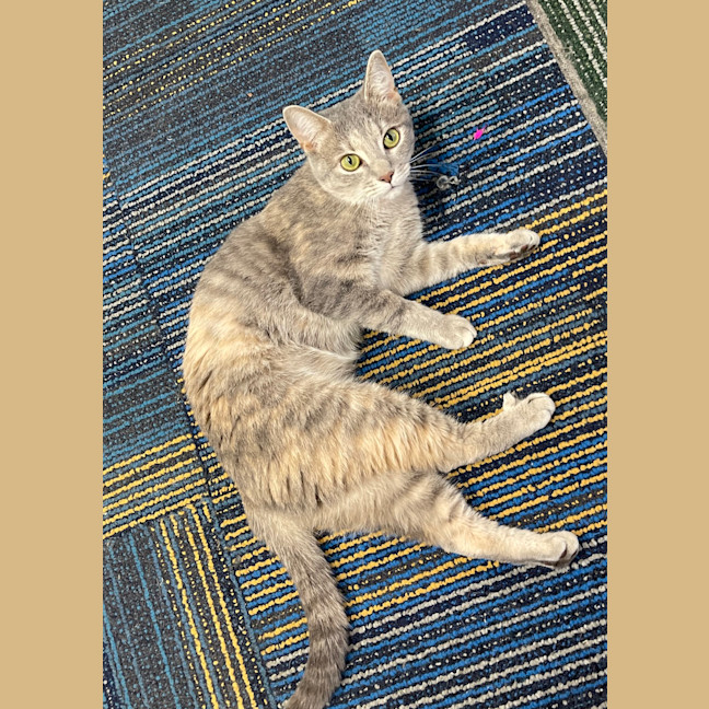 Photo of Piper