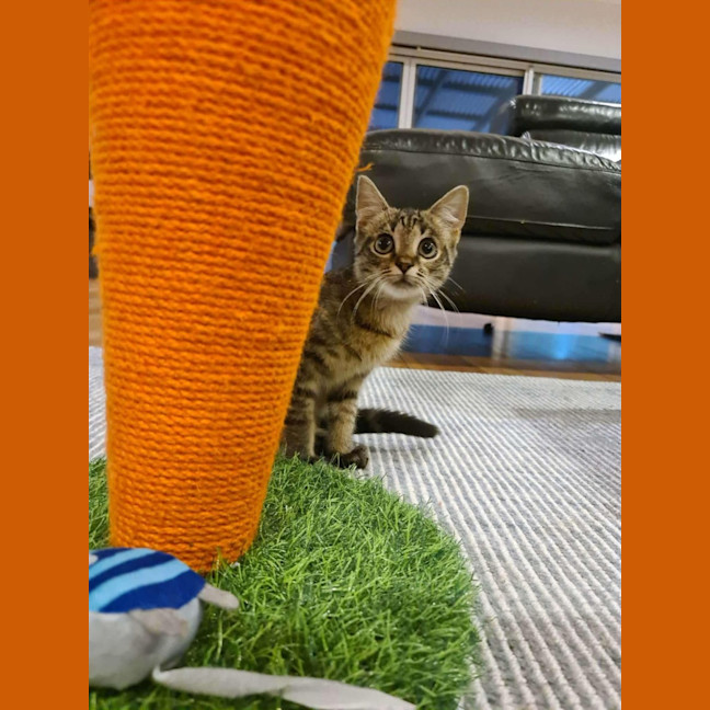 Photo of Eddy   In Foster Care In Ashburton