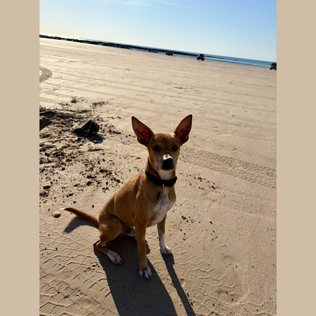 Photo of Buddy