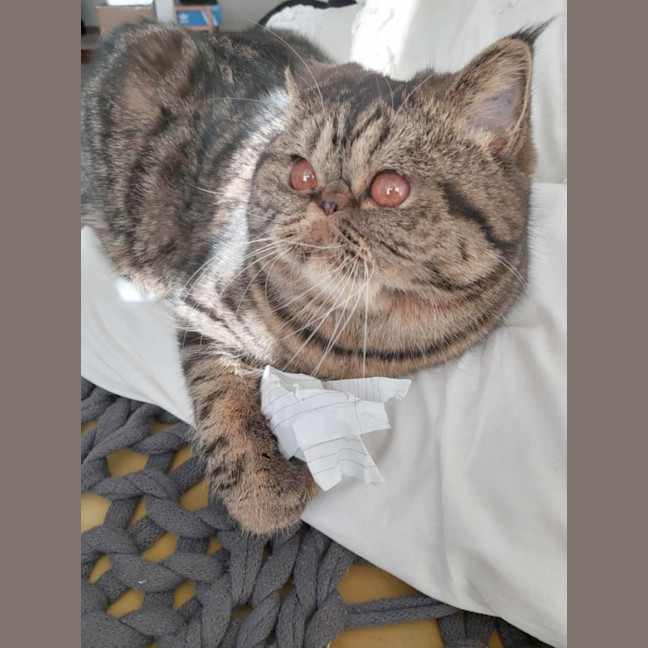 Photo of 🐾Cash🐾