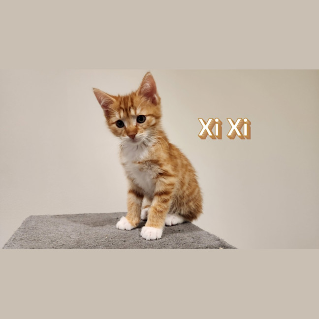 Photo of Biscoff