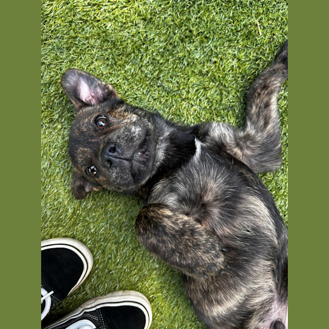 Photo of D1061 Prince