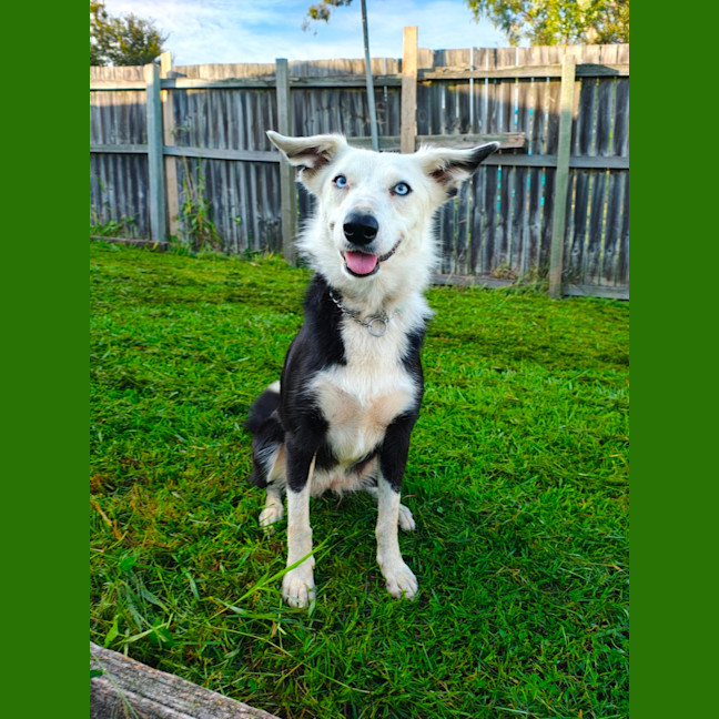 Photo of Tinker