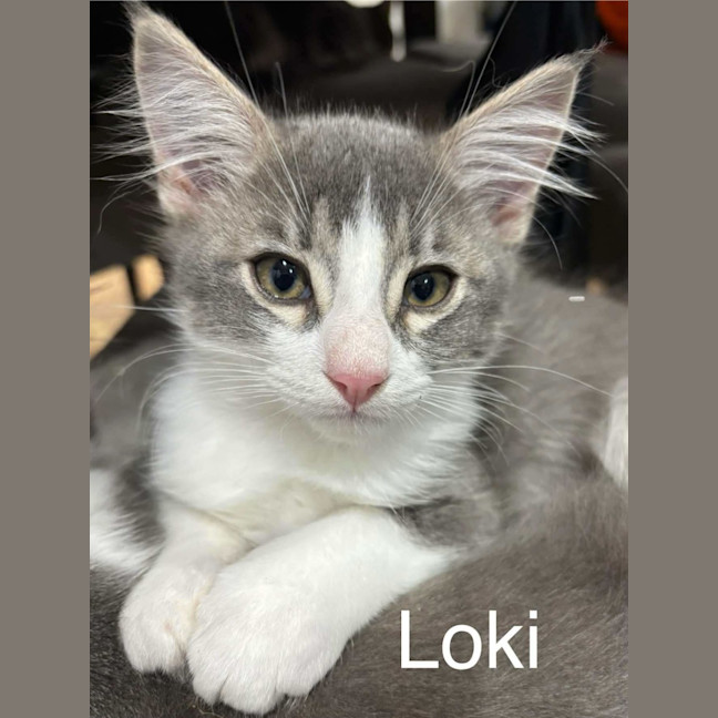 Photo of Loki