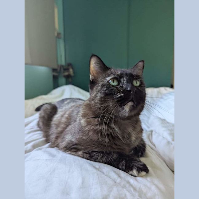 Photo of Sheeba