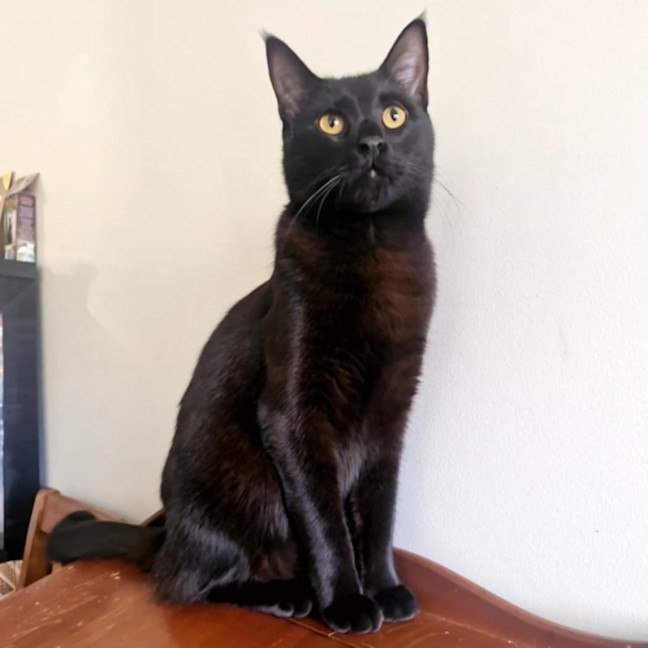 Photo of Lestat   Located In Preston