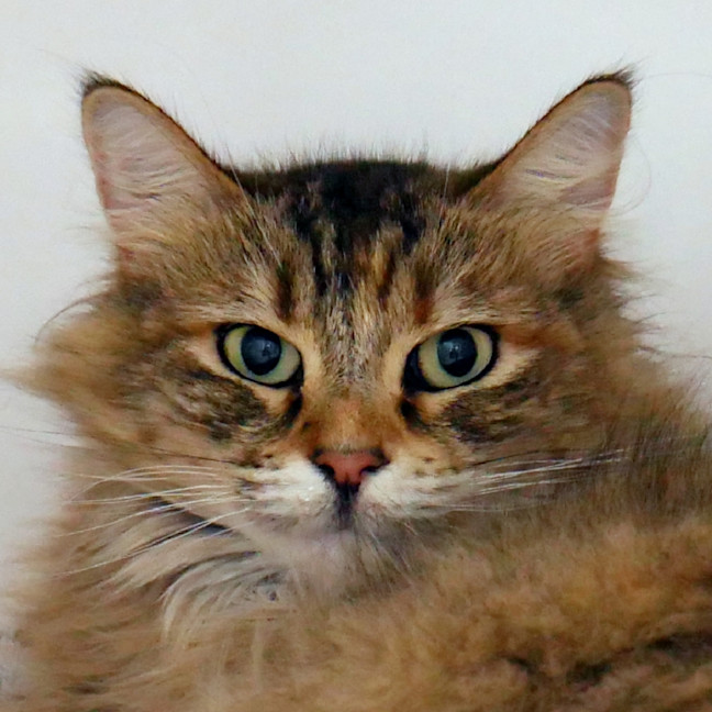 Photo of Pounce Sta014783