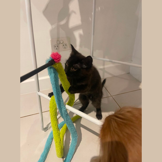 Olivia meet me petstock Dandenong store Female Domestic Medium Hair