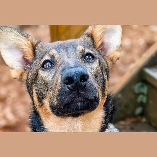 Photo of Rin Tin Tin 