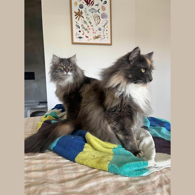 Photo of Teddy & Honk Honk   In Foster Care In Coburg