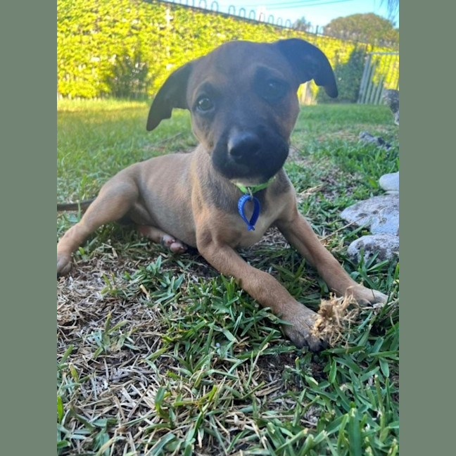 Photo of Athena   10 Week Old Kelpie X
