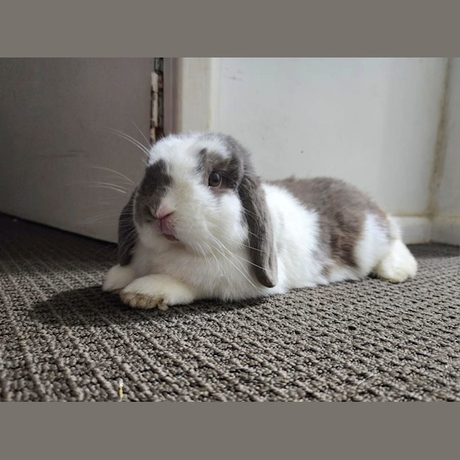 Photo of Cabbage Patch