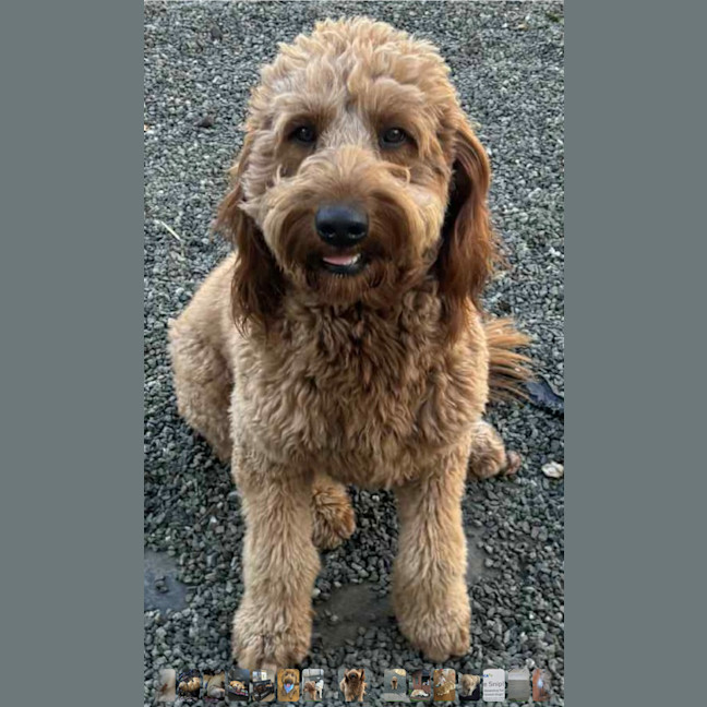 Photo of Lochie   21 Month Old Groodle