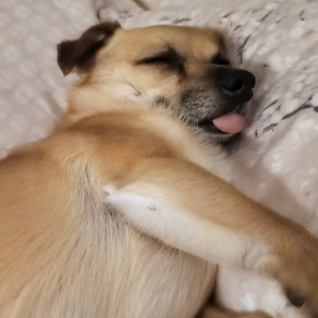 Photo of Chip