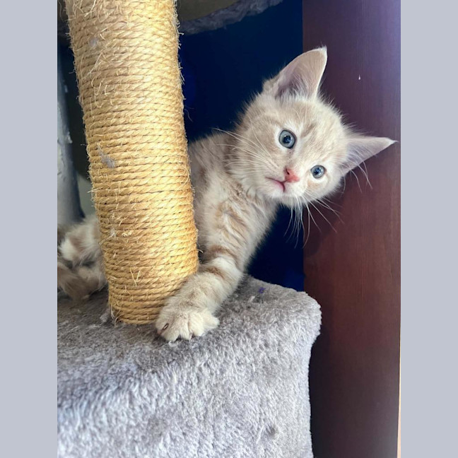 Photo of Trinket