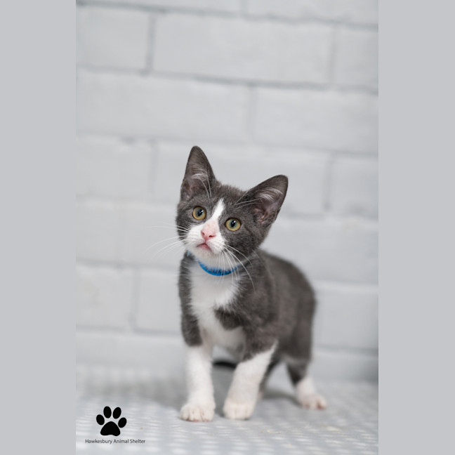 Photo of Nugget