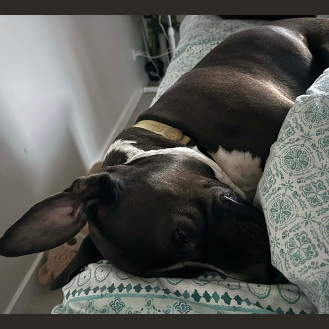 Photo of Charlie   6 Year Old Staffy X Great Dane 