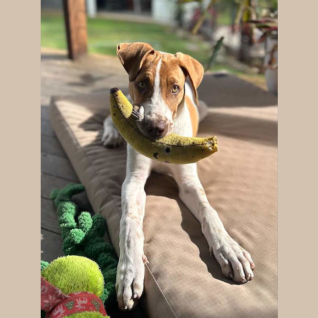 Photo of Ham