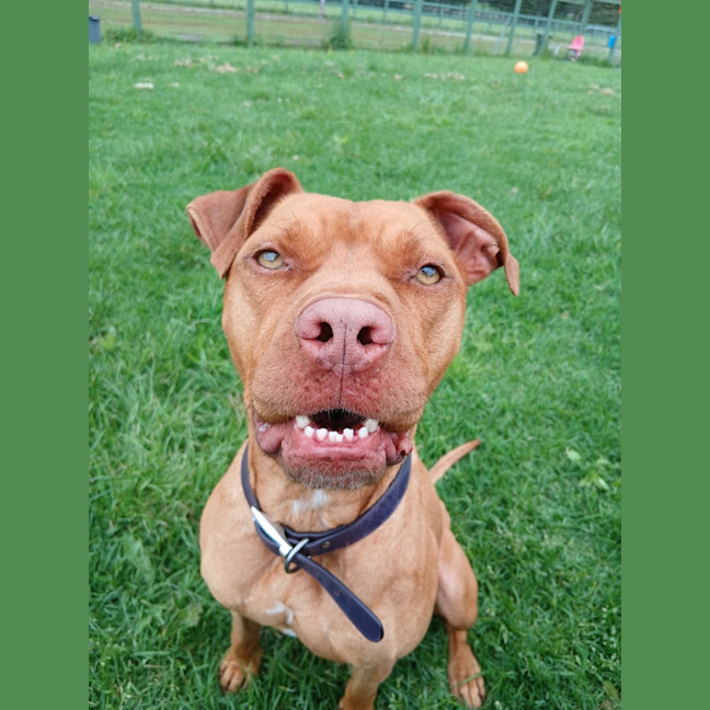 Photo of Gimmo Doolan